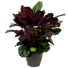 Calathea Medaillon - Schaduwplant - P32 H80 - Kamerplant -Woondecoratie Kortingen calathea medaillon schaduwplant p32cm h80cm 2