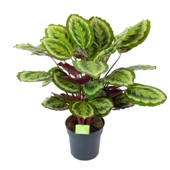 Nieuwe uitgaven 1 Calathea Mysty - Livingplant - P27 H80 - Kamerplant