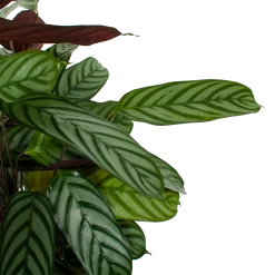 Nieuwe uitgaven -Woondecoratie Kortingen calathea oppenheimiana pauwenplant p21 h105 5 1