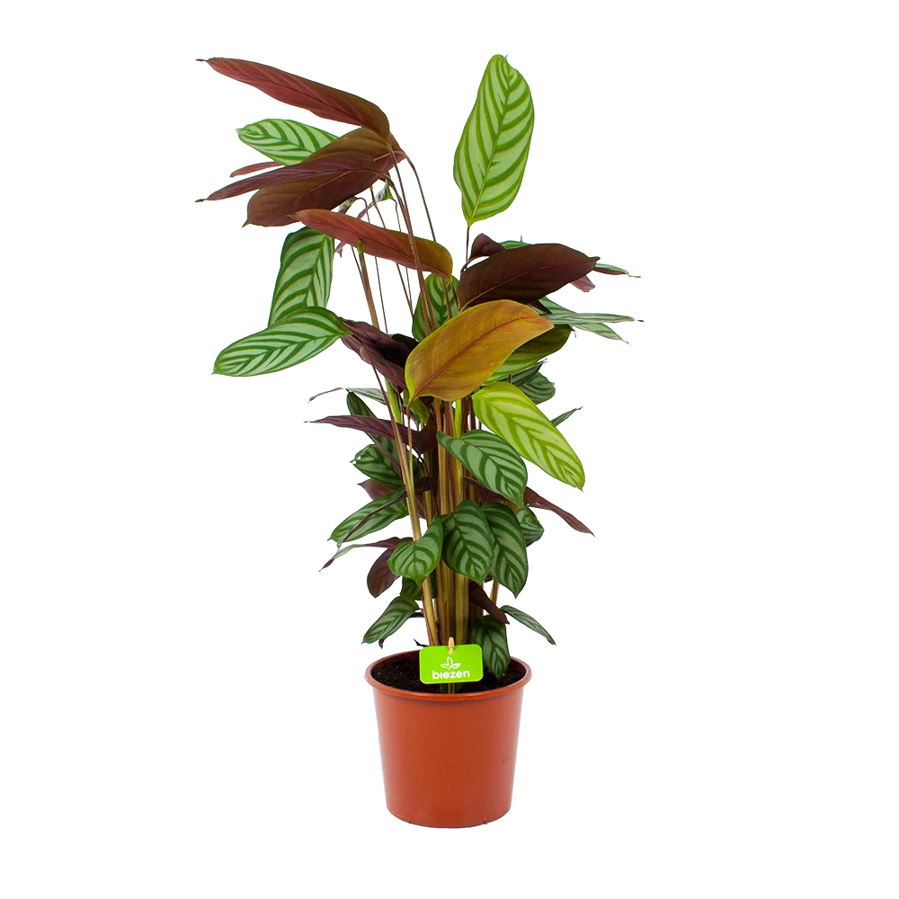 Calathea Oppenheimiana - Schaduwplant - P17 H65 - Kamerplant 3 Calathea Oppenheimiana - Schaduwplant - P17 H65 - Kamerplant