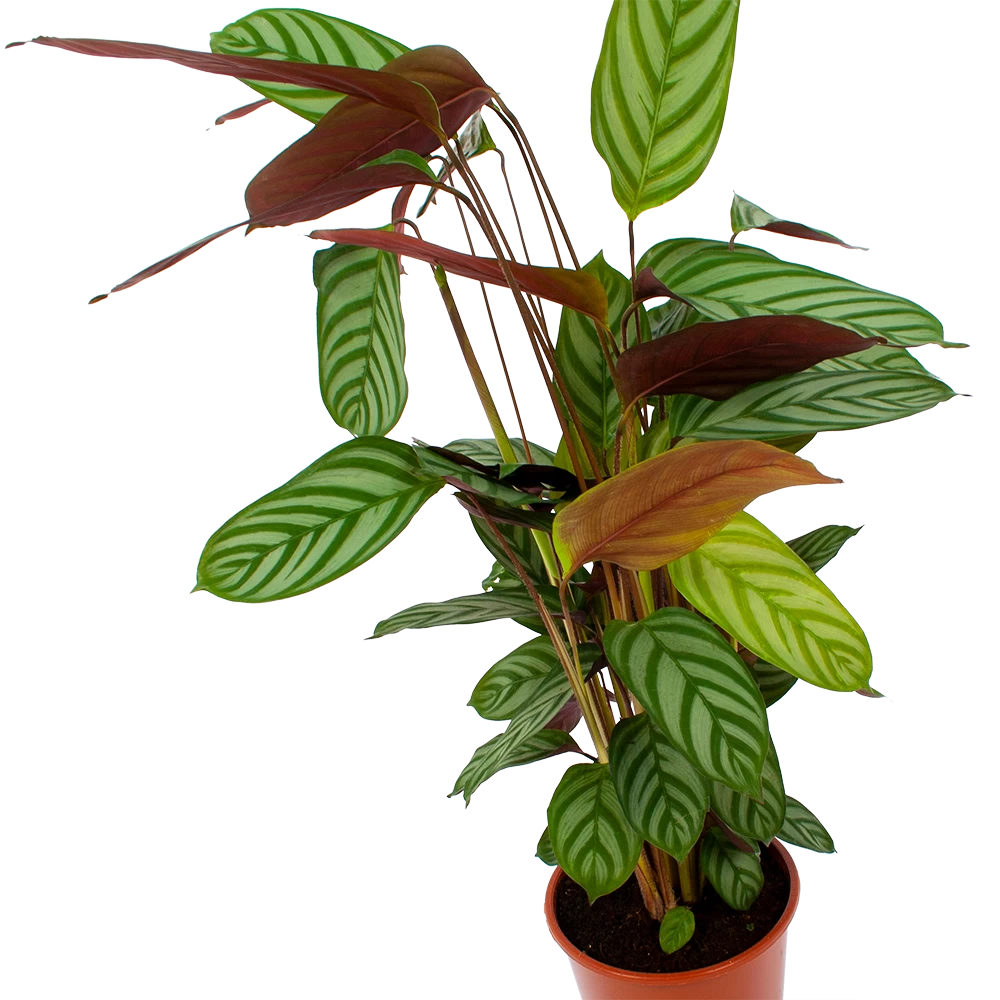 Calathea Oppenheimiana - Schaduwplant - P17 H65 - Kamerplant 4 Calathea Oppenheimiana - Schaduwplant - P17 H65 - Kamerplant - Afbeelding 2