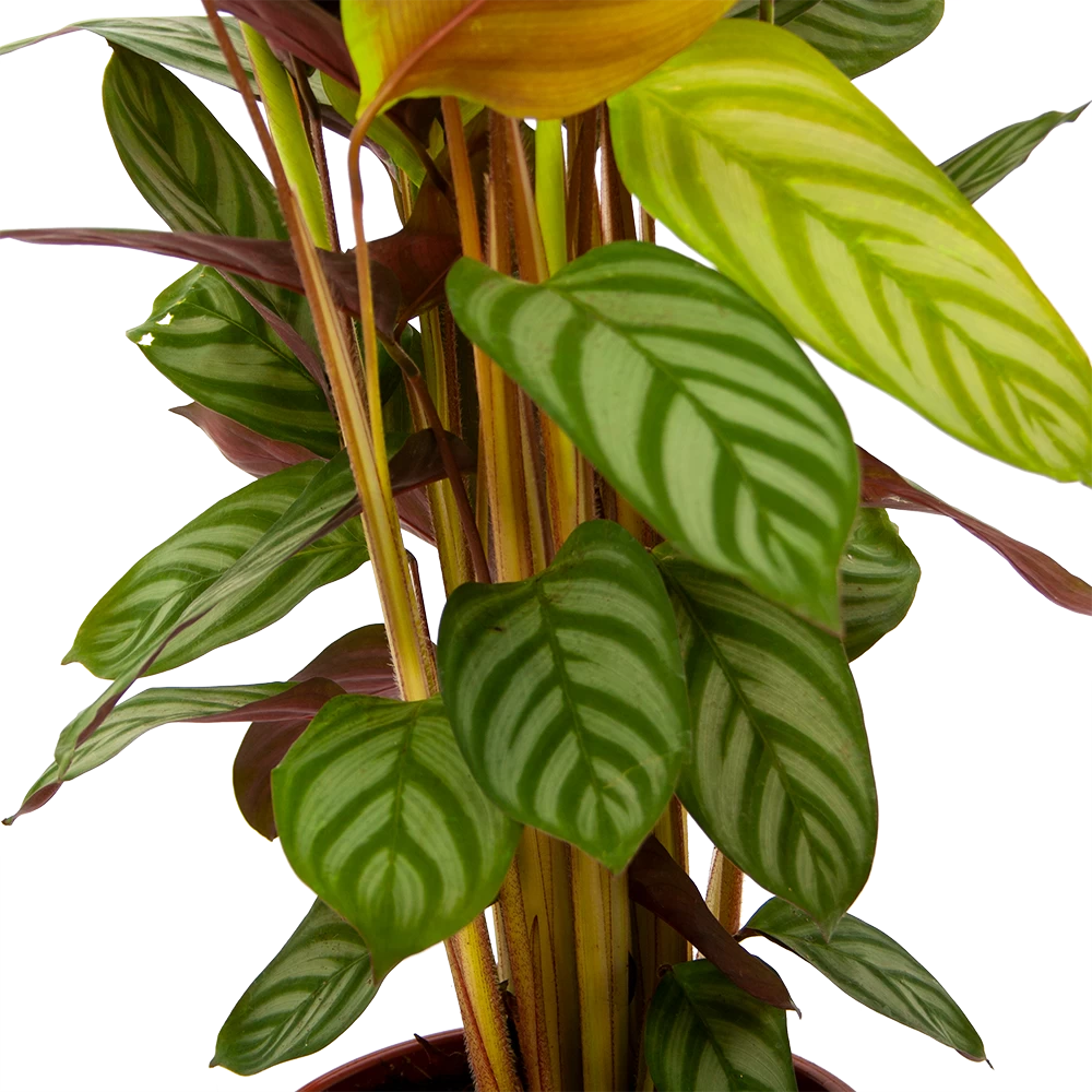 Calathea Oppenheimiana - Schaduwplant - P17 H65 - Kamerplant 5 Calathea Oppenheimiana - Schaduwplant - P17 H65 - Kamerplant - Afbeelding 3