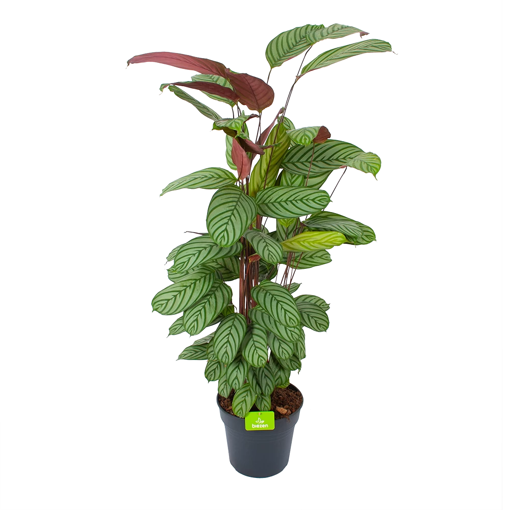 Calathea Oppenheimiana - Schaduwplant - P27 H130 - Kamerplant 3 Calathea Oppenheimiana - Schaduwplant - P27 H130 - Kamerplant