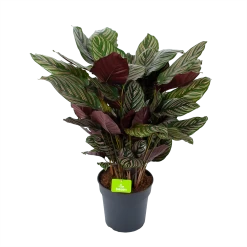 Nieuwe uitgaven 15 Calathea Ornata - Livingplant - P27 H80 - Kamerplant