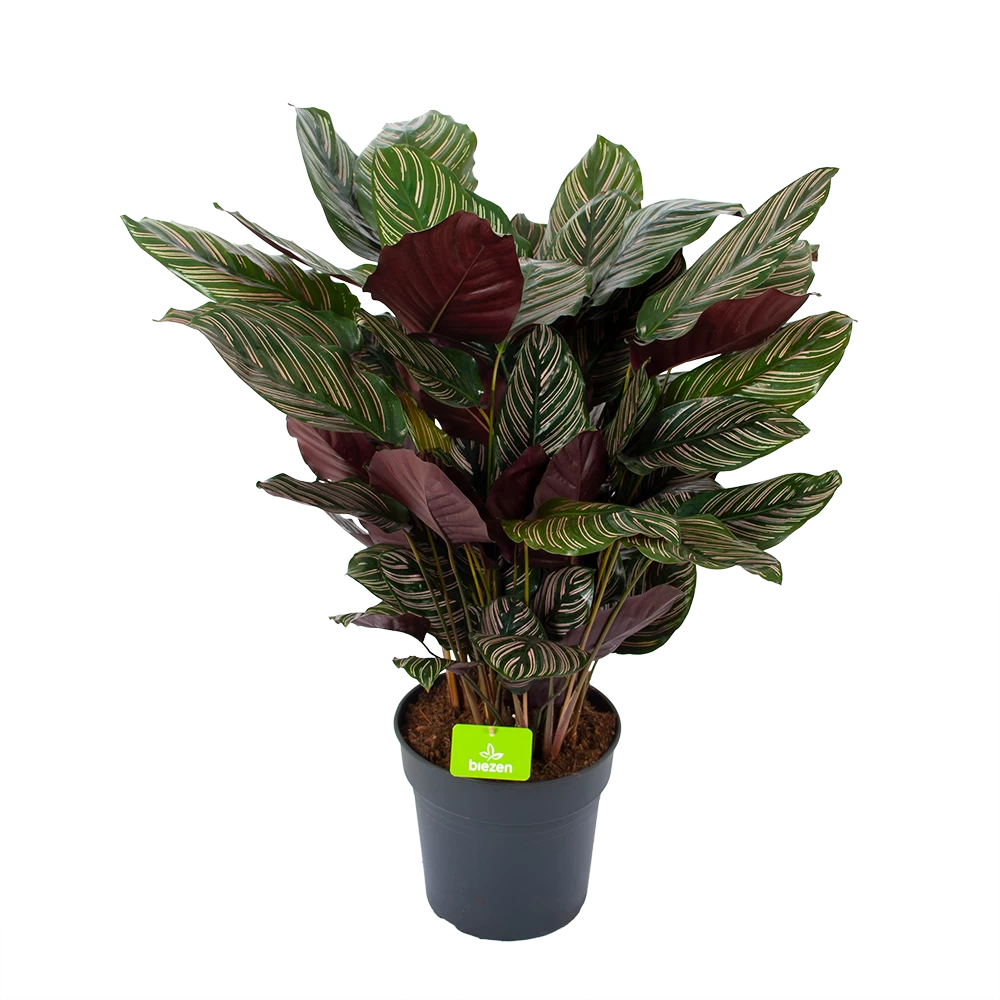 Calathea Ornata - Livingplant - P27 H80 - Kamerplant 3 Calathea Ornata - Livingplant - P27 H80 - Kamerplant