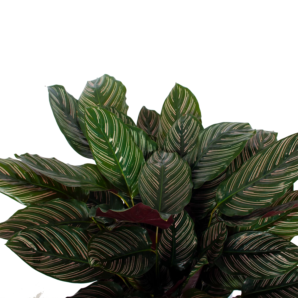 Calathea Ornata - Livingplant - P27 H80 - Kamerplant 4 Calathea Ornata - Livingplant - P27 H80 - Kamerplant - Afbeelding 2