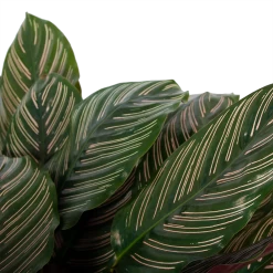 Calathea Ornata - Livingplant - P27 H80 - Kamerplant 8 Calathea Ornata - Livingplant - P27 H80 - Kamerplant -Woondecoratie Kortingen calathea ornata livingplant p27 h80 6 3