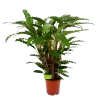 Calathea Rufibarba Bluegrass - Schaduwplant - P21 H85 - Kamerplant 1 Calathea Rufibarba Bluegrass - Schaduwplant - P21 H85 - Kamerplant -Woondecoratie Kortingen calathea rufibarba bluegrass schaduwplant p21 h85 4