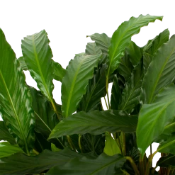 Calathea Rufibarba Bluegrass - Schaduwplant - P21 H85 - Kamerplant -Woondecoratie Kortingen calathea rufibarba bluegrass schaduwplant p21 h85 5