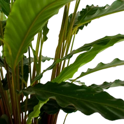 Calathea Rufibarba Bluegrass - Schaduwplant - P21 H85 - Kamerplant -Woondecoratie Kortingen calathea rufibarba bluegrass schaduwplant p21 h85 6