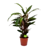 Calathea Rufibarba Wavestar - Pauwenplant - P19 H75 - Kamerplant 1 Calathea Rufibarba Wavestar - Pauwenplant - P19 H75 - Kamerplant -Woondecoratie Kortingen calathea rufibarba wavestar pauwenplant p19 h75 4