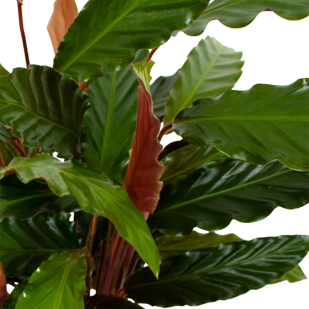 Calathea Rufibarba Wavestar - Pauwenplant - P19 H75 - Kamerplant 4 Calathea Rufibarba Wavestar - Pauwenplant - P19 H75 - Kamerplant - Afbeelding 2