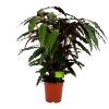 Calathea Rufibarba Wavestar - Pauwenplant - P21 H85 - Kamerplant