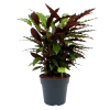 Calathea Rufibarba Wavestar - Pauwenplant - P27 H90 - Kamerplant -Woondecoratie Kortingen calathea rufibarba wavestar pauwenplant p27 h90 1 1