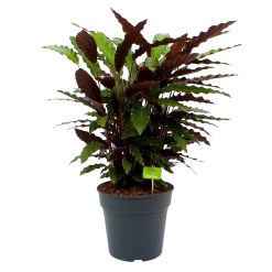 Calathea Rufibarba Wavestar - Pauwenplant - P27 H90 - Kamerplant