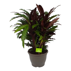 Calathea Rufibarba Wavestar - Pauwenplant - P32 H80 - Kamerplant