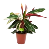 Calathea Stromante Triostar - Schaduwplant - P19 H60 - Kamerplant