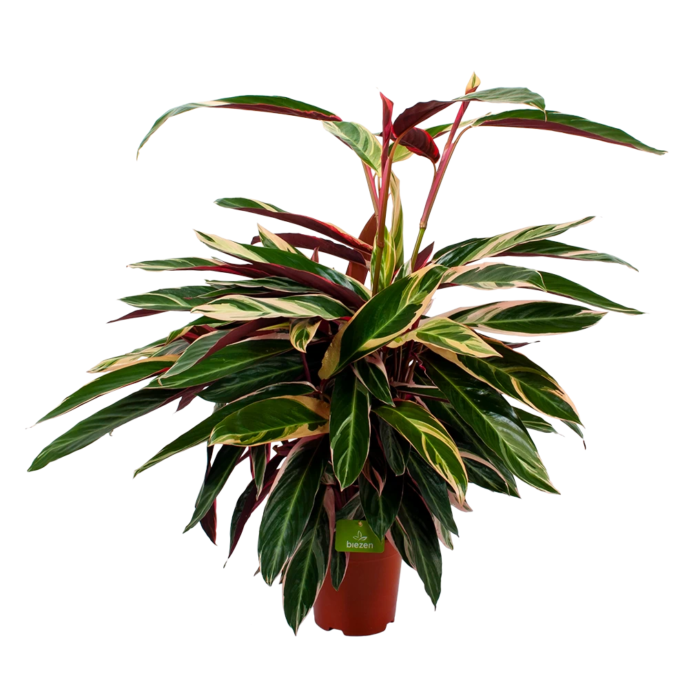 Calathea Stromante Triostar - Schaduwplant - P21 H105 - Kamerplant 3 Calathea Stromante Triostar - Schaduwplant - P21 H105 - Kamerplant