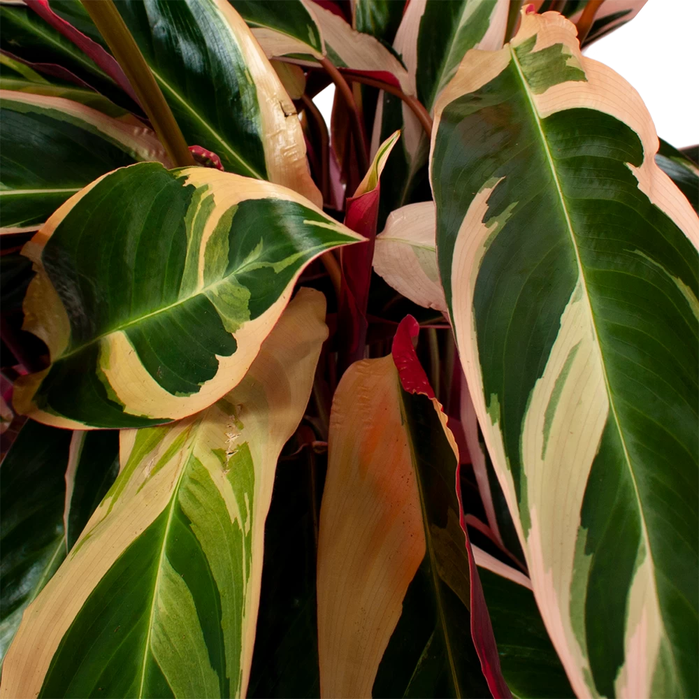 Calathea Stromante Triostar - Schaduwplant - P21 H105 - Kamerplant 4 Calathea Stromante Triostar - Schaduwplant - P21 H105 - Kamerplant - Afbeelding 2