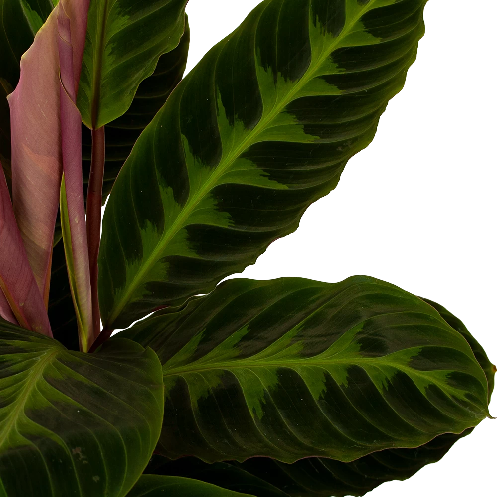 Calathea Warcewiczii - Livingplant - P19 H75 - Kamerplant 4 Calathea Warcewiczii - Livingplant - P19 H75 - Kamerplant - Afbeelding 2