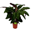 Calathea Warcewiczii - Livingplant - P21 H90 - Kamerplant