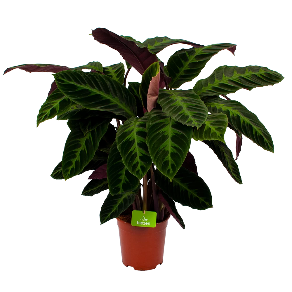 Calathea Warcewiczii - Livingplant - P21 H90 - Kamerplant 3 Calathea Warcewiczii - Livingplant - P21 H90 - Kamerplant
