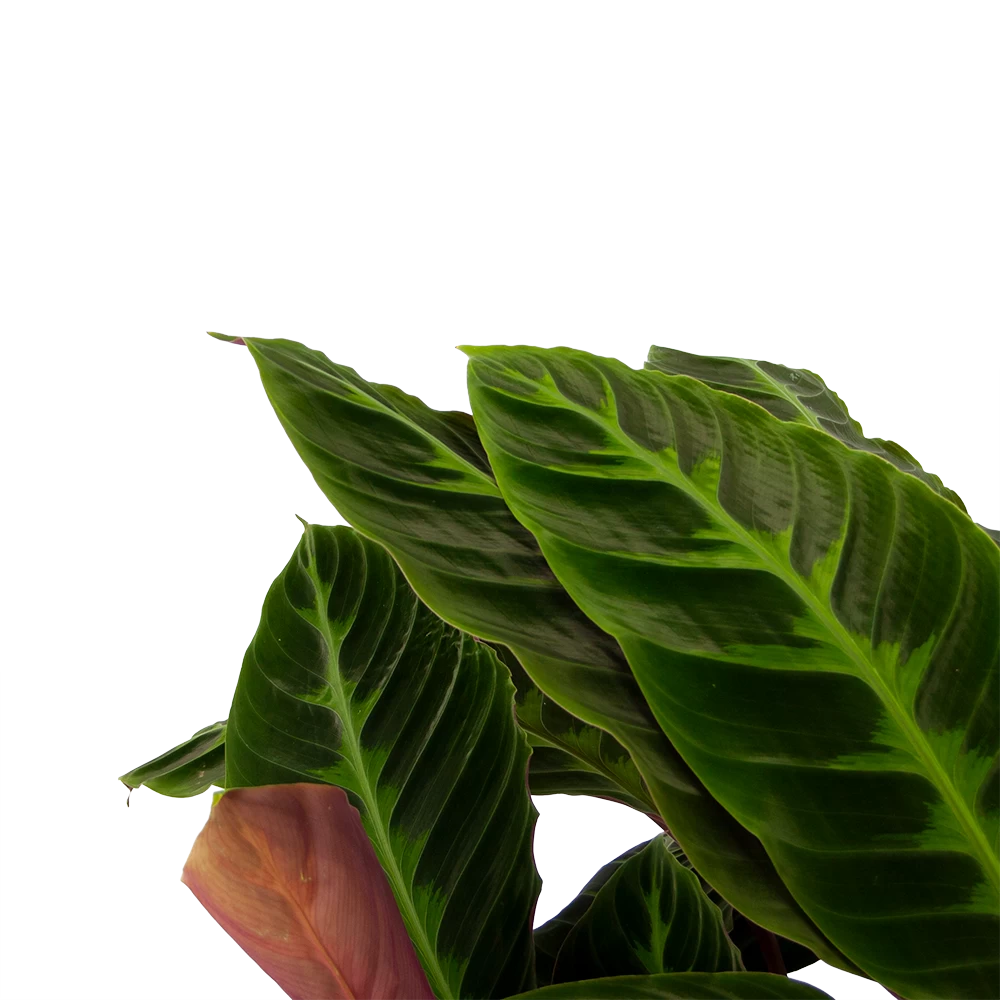 Calathea Warcewiczii - Livingplant - P21 H90 - Kamerplant 4 Calathea Warcewiczii - Livingplant - P21 H90 - Kamerplant - Afbeelding 2
