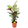 Calathea Whitestar - Schaduwplant - P19 H75 - Kamerplant -Woondecoratie Kortingen calathea whitestar schaduwplant p19 h75 1 1