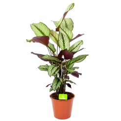 Nieuwe uitgaven 15 Calathea Whitestar - Schaduwplant - P19 H75 - Kamerplant