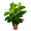 Calathea Zebrina - Livingplant - P19 H80 - Kamerplant