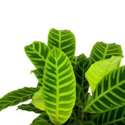 Nieuwe uitgaven -Woondecoratie Kortingen calathea zebrina livingplant p19 h65 5 1