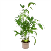 Chamaedorea Seifrizii - Bergpalm - P24 H100 - Kamerplant 1 Chamaedorea Seifrizii - Bergpalm - P24 H100 - Kamerplant -Woondecoratie Kortingen chamaedorea seifrizii bergpalm p24 h100 1