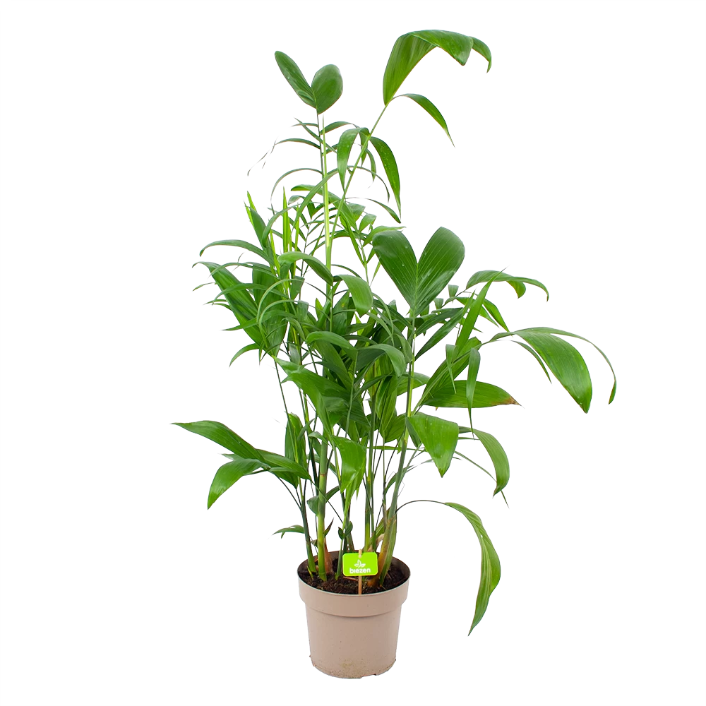 Chamaedorea Seifrizii - Bergpalm - P24 H100 - Kamerplant 3 Chamaedorea Seifrizii - Bergpalm - P24 H100 - Kamerplant