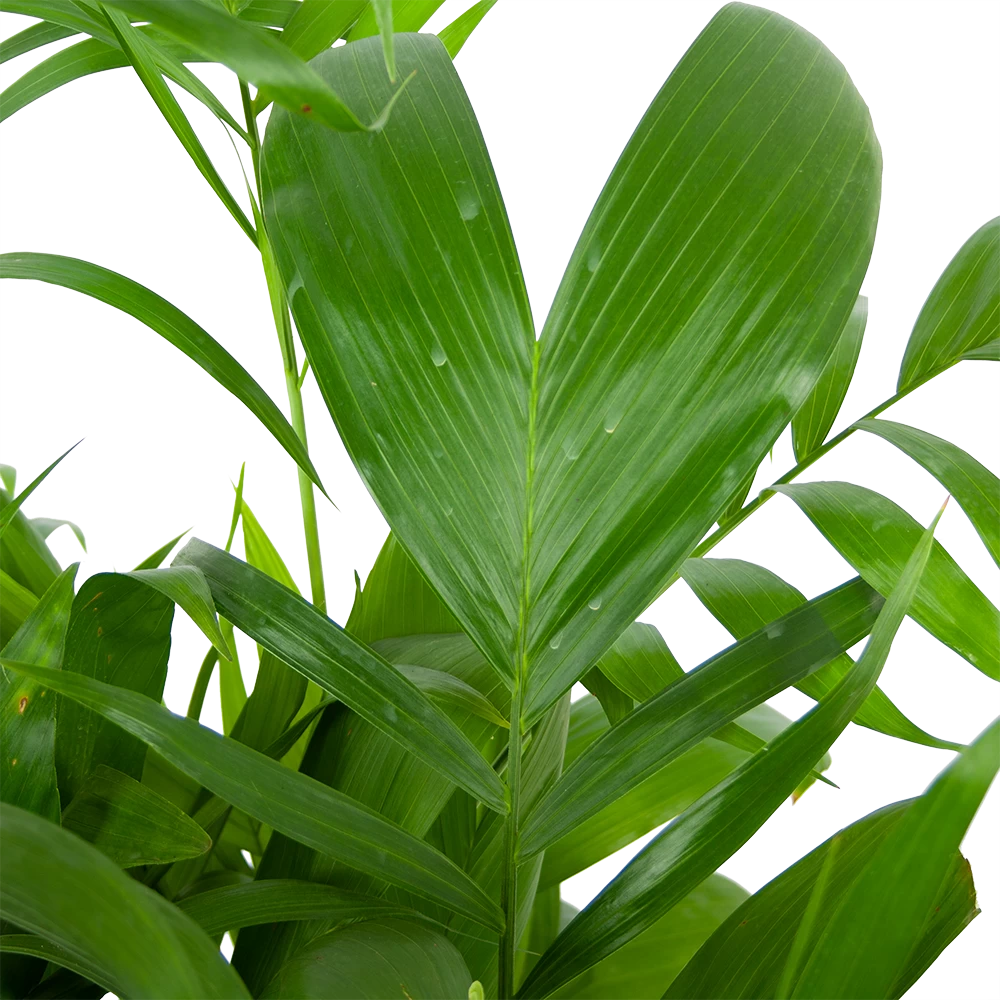Chamaedorea Seifrizii - Bergpalm - P24 H100 - Kamerplant 4 Chamaedorea Seifrizii - Bergpalm - P24 H100 - Kamerplant - Afbeelding 2