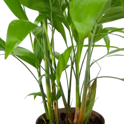 Chamaedorea Seifrizii - Bergpalm - P24 H100 - Kamerplant 8 Chamaedorea Seifrizii - Bergpalm - P24 H100 - Kamerplant -Woondecoratie Kortingen chamaedorea seifrizii bergpalm p24 h100 6