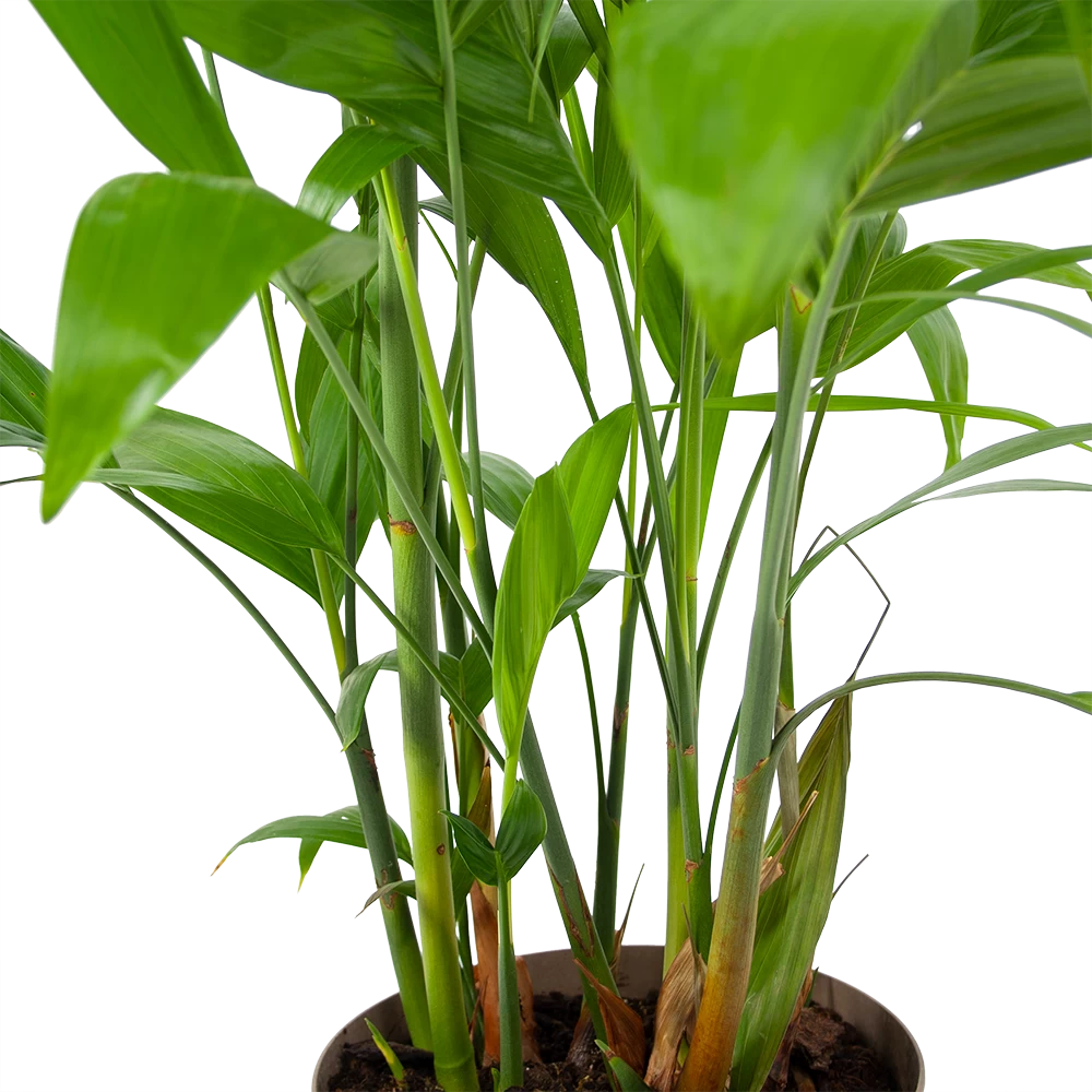 Chamaedorea Seifrizii - Bergpalm - P24 H100 - Kamerplant 5 Chamaedorea Seifrizii - Bergpalm - P24 H100 - Kamerplant - Afbeelding 3