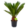 Cycas Revoluta - Vredespalm - P17 H60 - Kamerplant