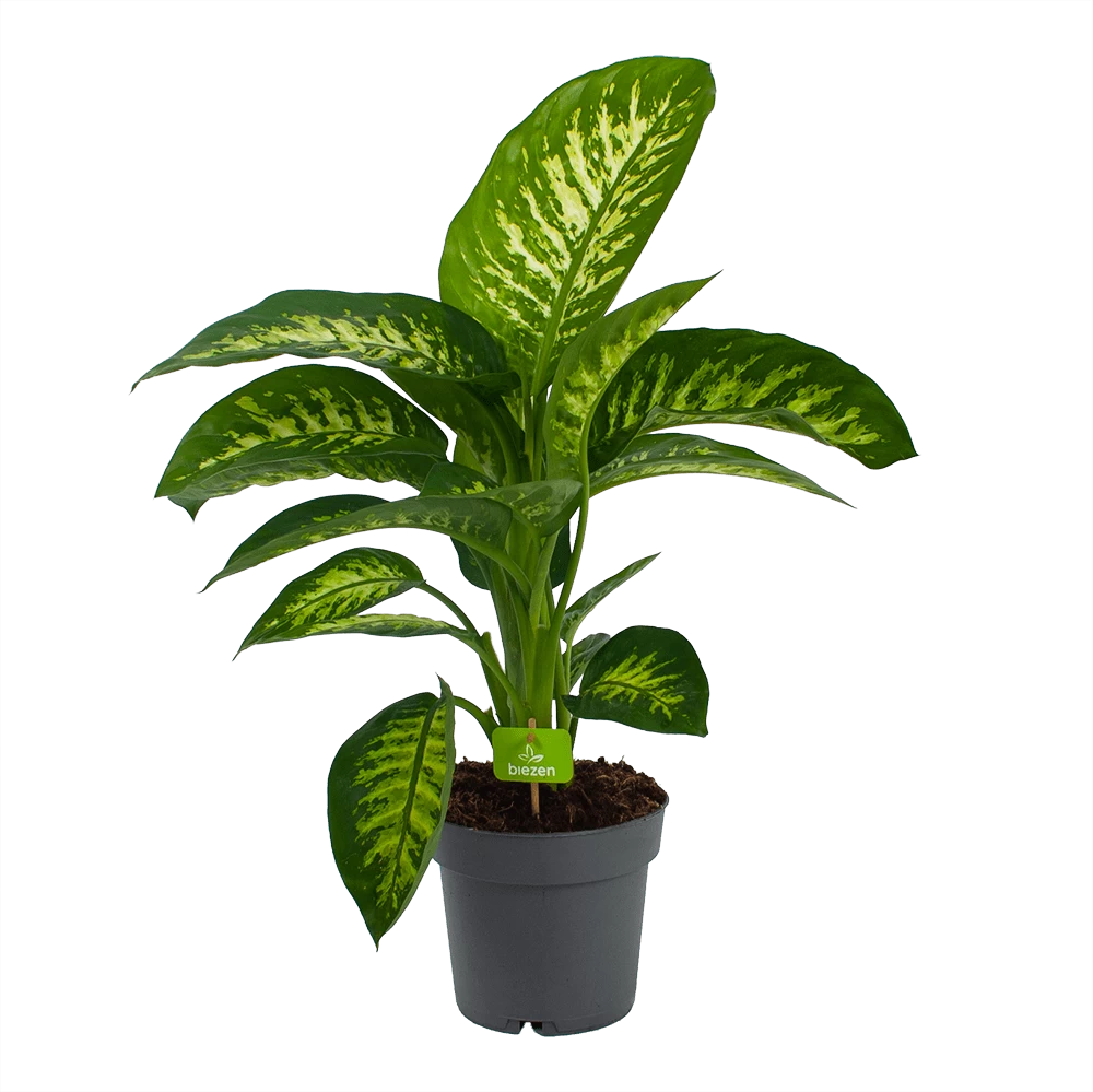 Dieffenbachia Seguine 'Reeva' - P19 H60 - Kamerplant 3 Dieffenbachia Seguine 'Reeva' - P19 H60 - Kamerplant