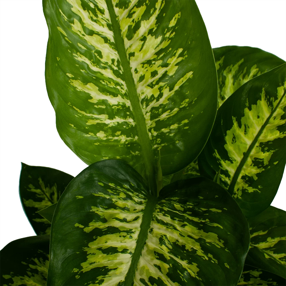 Dieffenbachia Seguine 'Reeva' - P19 H60 - Kamerplant 4 Dieffenbachia Seguine 'Reeva' - P19 H60 - Kamerplant - Afbeelding 2