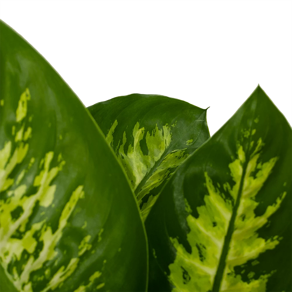 Dieffenbachia Seguine 'Reeva' - P19 H60 - Kamerplant 5 Dieffenbachia Seguine 'Reeva' - P19 H60 - Kamerplant - Afbeelding 3