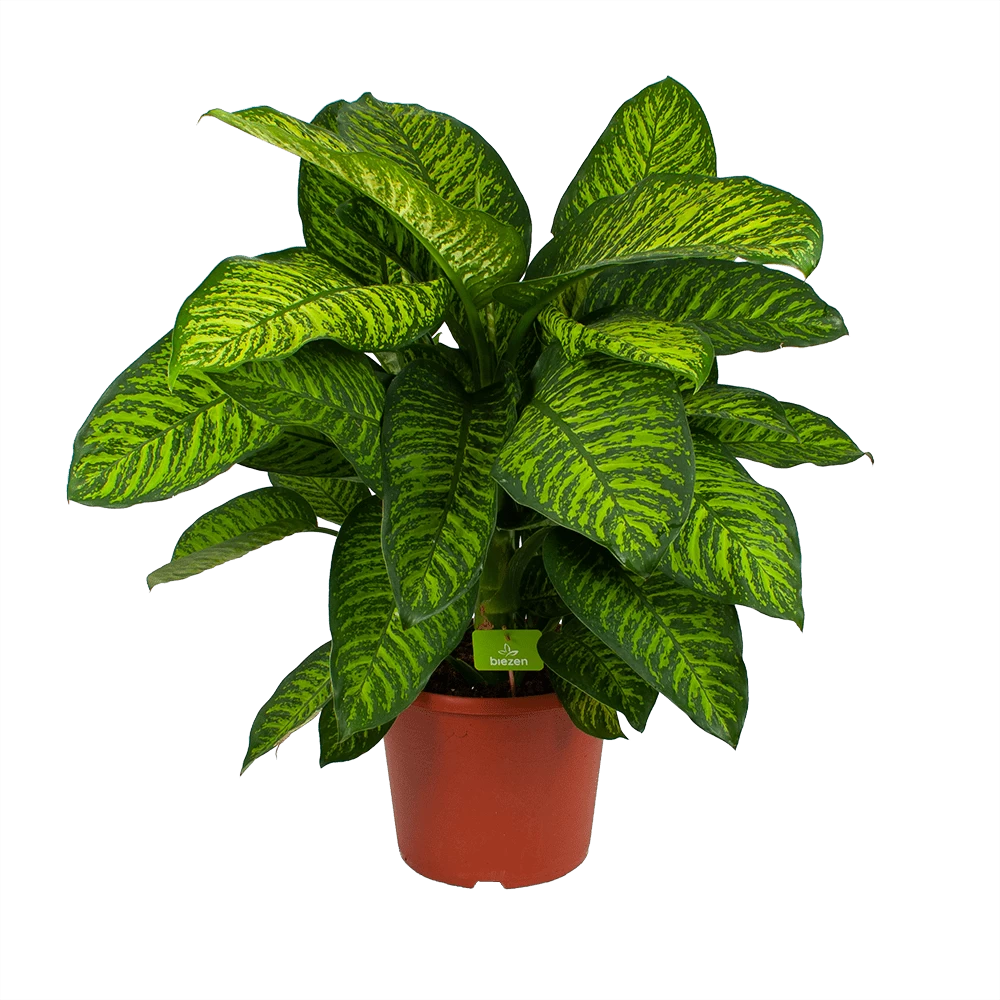 Dieffenbachia Seguine Tropic Jewel - P35 H130 - Kamerplant 3 Dieffenbachia Seguine Tropic Jewel - P35 H130 - Kamerplant