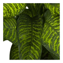 Dieffenbachia Seguine Tropic Jewel - P35 H130 - Kamerplant 8 Dieffenbachia Seguine Tropic Jewel - P35 H130 - Kamerplant -Woondecoratie Kortingen dieffenbachia seguine tropic jewel p35 h130 4