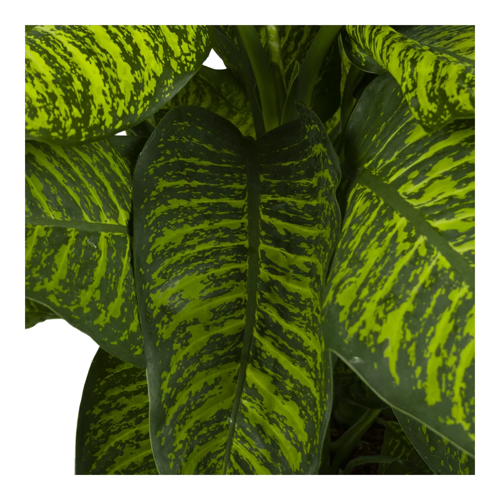 Dieffenbachia Seguine Tropic Jewel - P35 H130 - Kamerplant 5 Dieffenbachia Seguine Tropic Jewel - P35 H130 - Kamerplant - Afbeelding 3