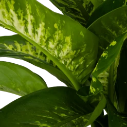 Dieffenbachia Seguine Tropic Snow - P24 H90 - Kamerplant -Woondecoratie Kortingen dieffenbachia seguine tropic snow p24 h90 2 4