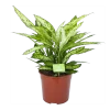 Dieffenbachia Vesuvius - P27 H70 - Kamerplant 1 Dieffenbachia Vesuvius - P27 H70 - Kamerplant -Woondecoratie Kortingen dieffenbachia vesuvius p27 h70 1