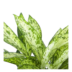 Dieffenbachia Vesuvius - P27 H70 - Kamerplant -Woondecoratie Kortingen dieffenbachia vesuvius p27 h70 5