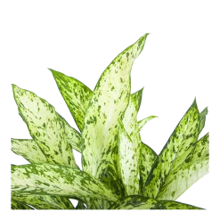 Dieffenbachia Vesuvius - P27 H70 - Kamerplant -Woondecoratie Kortingen dieffenbachia vesuvius p27 h70 6