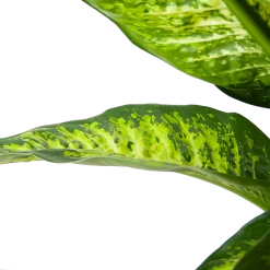 Dieffenbacia Seguine Lemon Tropic - P35 H120 - Kamerplant -Woondecoratie Kortingen dieffenbacia seguine lemon tropic p35 h120 6