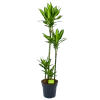 Dracaena Cintho - Op Stam - Drakenbloedboom - P27 H150 - Kamerplant