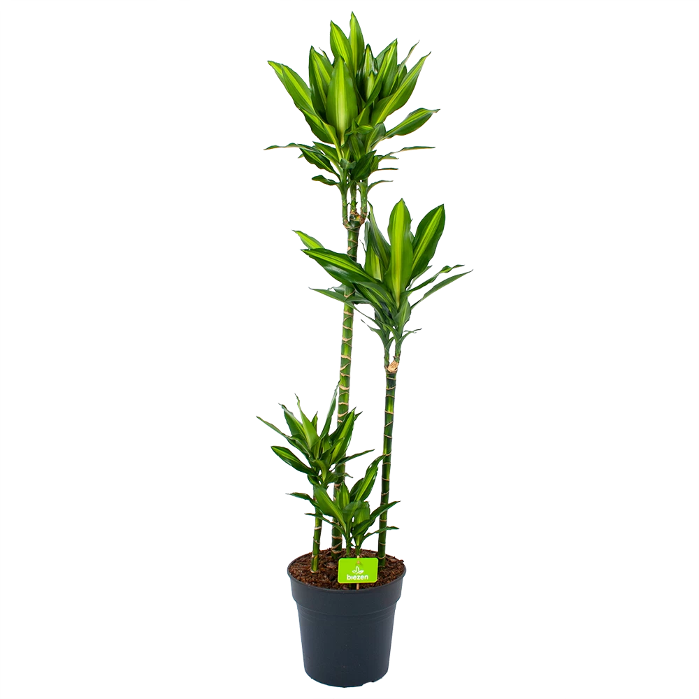 Dracaena Cintho - Op Stam - Drakenbloedboom - P27 H150 - Kamerplant 3 Dracaena Cintho - Op Stam - Drakenbloedboom - P27 H150 - Kamerplant
